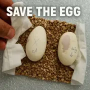 Save the Egg
